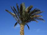 Eksotisk. Denne palme er fra Egypten, men engang var der lignende vækster i Arktis, mener forskere. 
