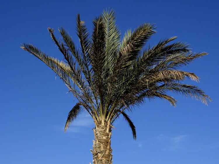 Eksotisk. Denne palme er fra Egypten, men engang var der lignende vækster i Arktis, mener forskere. 