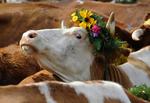 Germany Cattle Drive
