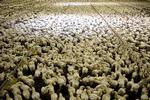 Når 45.000 kyllinger vokser med rasende hastighed i en indendørs tætpakket hønsegård, er fødevareproduktionen blevet samlebåndsproduktion. Sådan lyder budskabet i filmen ’Food, Inc.’ Arkivfoto: Peter Hove Olesen 