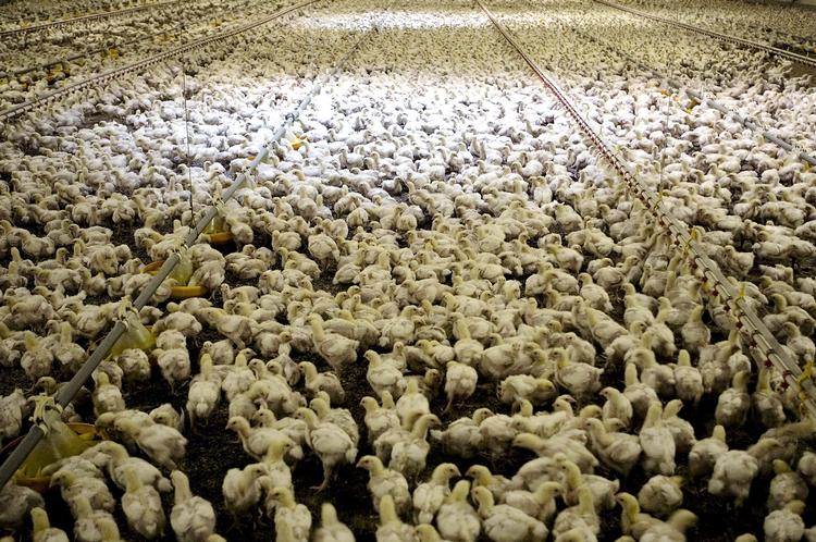 Når 45.000 kyllinger vokser med rasende hastighed i en indendørs tætpakket hønsegård, er fødevareproduktionen blevet samlebåndsproduktion. Sådan lyder budskabet i filmen ’Food, Inc.’ Arkivfoto: Peter Hove Olesen 