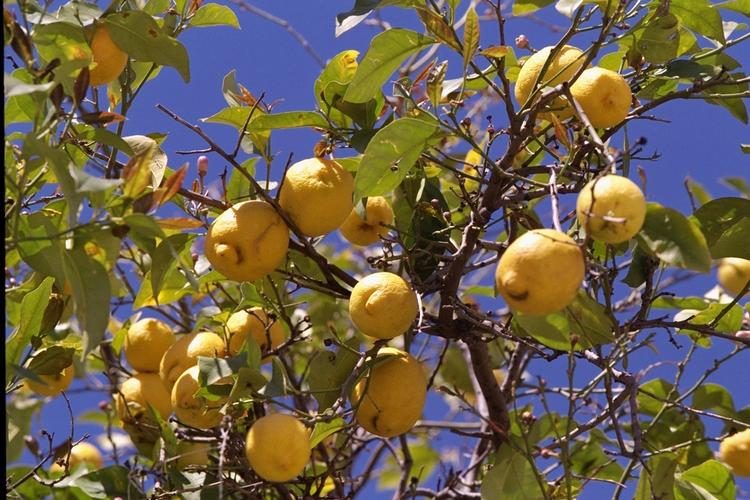 Citron