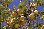 Citron