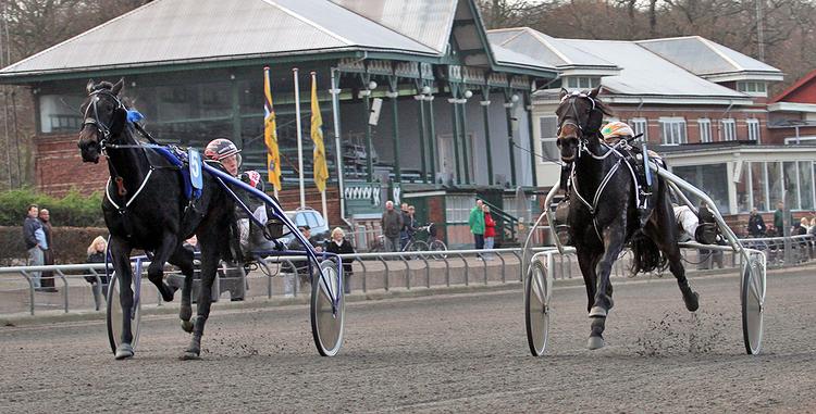 duel. Pepita D og Birger Jørgensen kæmpede hårdt mod Picture Perfect og Kenneth Andersen på Charlottenlund Travbane. 