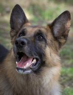 Hundesvømning. Den heltemodige politihund Arthos er som Lupo på billedet en schäfer. Arkivfoto. 
