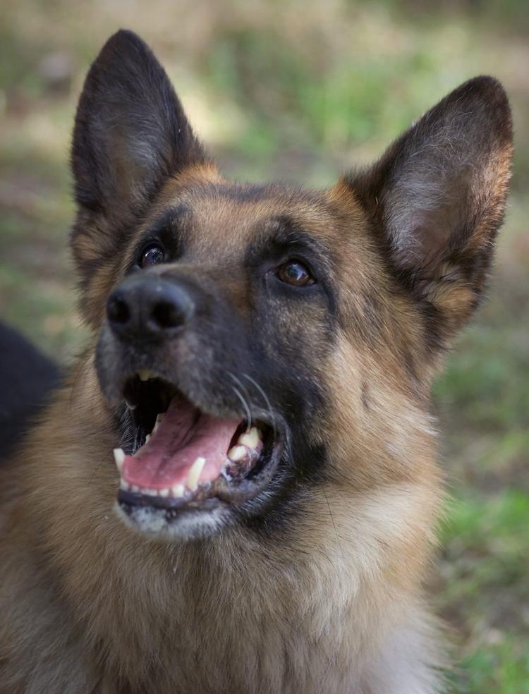 Hundesvømning. Den heltemodige politihund Arthos er som Lupo på billedet en schäfer. Arkivfoto. 