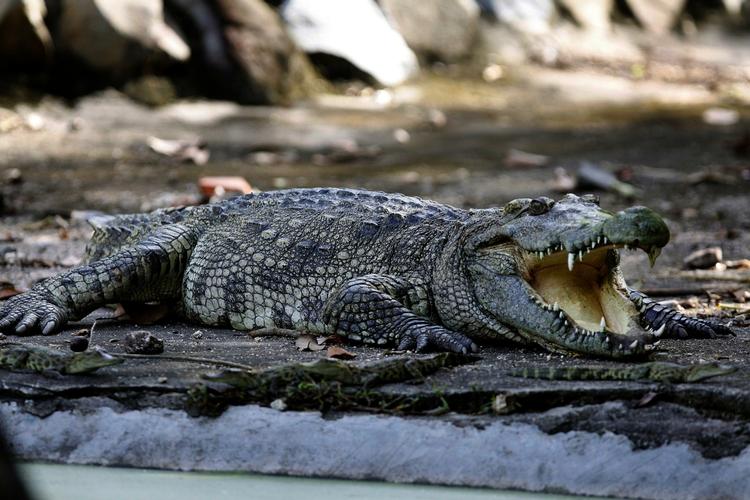Dødens gab. En af de sjældne siamesiske krokodiller i reservatet i Cambodja. 