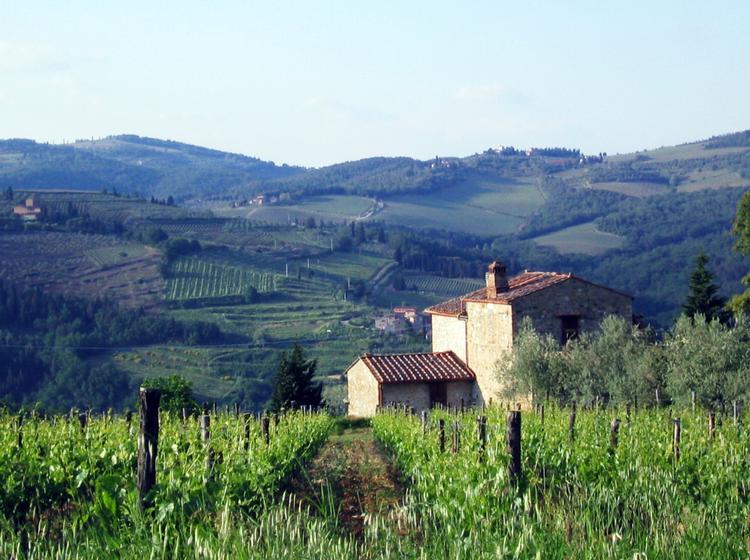 Druerne til den mest kendte Chianti, Classico, dyrkes i Toscana på et område, som er cirka ti gange så stort som den mindre kendte Chianti Rùfinas areal. Arkivfoto: AP 