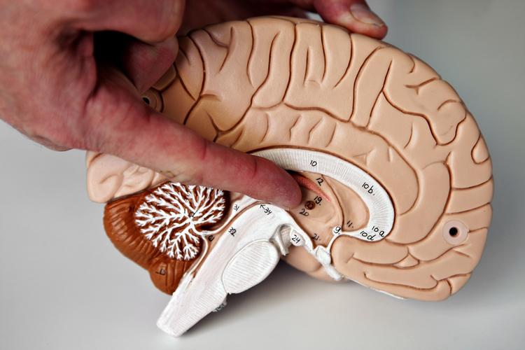Hjerneforskning. De fleste har den opfattelse, at psyken sidder i hjernen, men så enkelt er det ikke, hvis man skal tro Danmarks yngste professor i psykologi, Svend Brinkmann. 