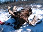 Blodspor. Rane Willerslevs rejse gennem Sibirien bliver et møde med den vild natur, sult og angst. Selv undgik han sultedøden ved at nedlægge en elg. Foto: Fra bogen