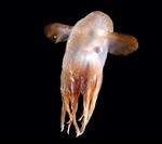 Grimpoteuthis sp. har af forskerne fået tilnavnet 'New Dumbo'. Foto: David Shale. 