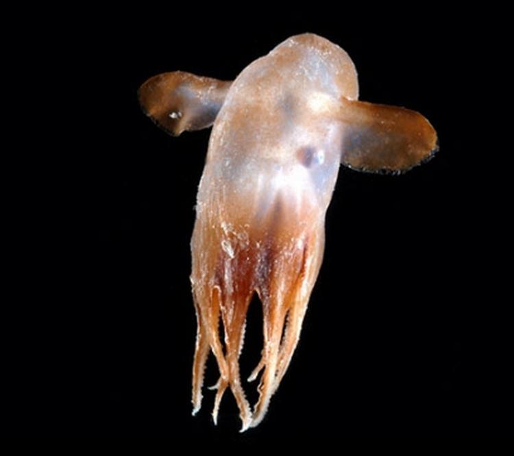 Grimpoteuthis sp. har af forskerne fået tilnavnet 'New Dumbo'. Foto: David Shale. 