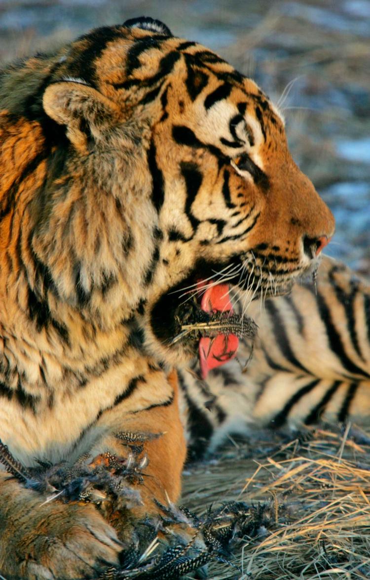 Truet. Der er ikke mange vilde sibiriske tigre tilbage. Denne er fotograferet i en kinesisk zoologisk have. 