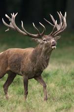 Jagt. Bestande af kronvildt stiger støt - til glæde for jægerne og irritation for landmændene. 