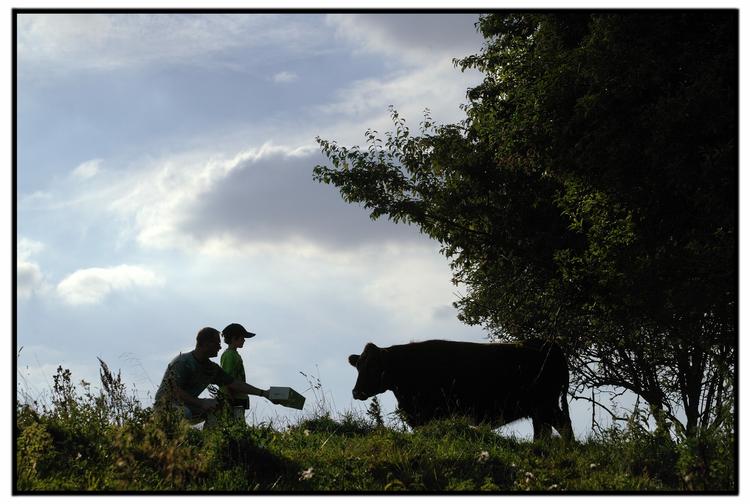 Udryddelse. Kvægpest vil snart være helt udryddet. Sygdommen har i århundreder været en plage i store dele af verden. (arkivfoto). 