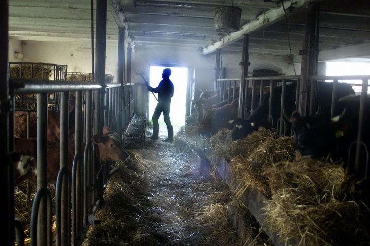 Skrump. Cheføkonom vurderer, at hver fjerde landbrug vil være lukket om fem år. (Arkivfoto) 