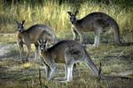 En ny slags chips med kænguru- og emusmag har fået sindene i kog i Australien. 