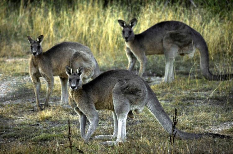 En ny slags chips med kænguru- og emusmag har fået sindene i kog i Australien. 