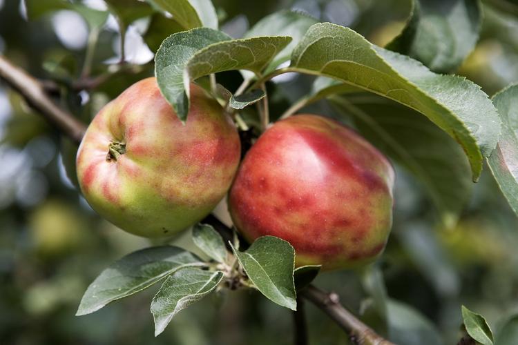 PESTICIDER. Hvis du vælger dansk frugt og grønt frem for udenlandsk er der større sandsynlighed for, at du undgår sprøjtemidler. 