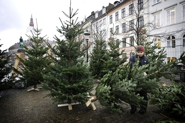 Økologisk dyrkede juletræer kan sælges dyrere end de gødede og sprøjtede, men i mange tilfælde snyder producenter eller forhandlere med øko-betegnelsen. Juletræshandleren på billedet har ikke noget med snyderiet at gøre. Arkivfoto. 