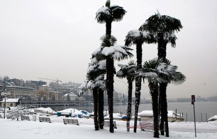 vintervejr Palmetræerne i Lugano i det sydlige Schweitz er godt pudret til. 