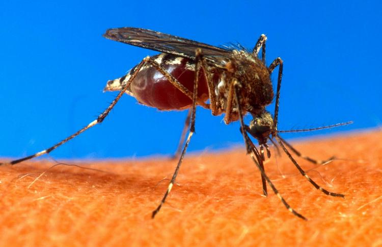 Malaria. Britiske forskere har fundet en mulig indgang til at standse malariamyggens reproduktion. 