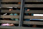 udvist. Hmong-flygtninge kigger ud fra den lastbil, der skal fragte dem fra flygtningelejren i Thailand til Laos. 