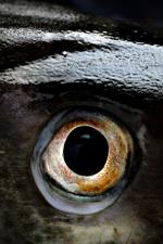 reddet. Strenge kvoter og bedre kontrol med fiskerne har været med til at redde torskebestanden i Østersøen og Nordsøen fra kollaps. 