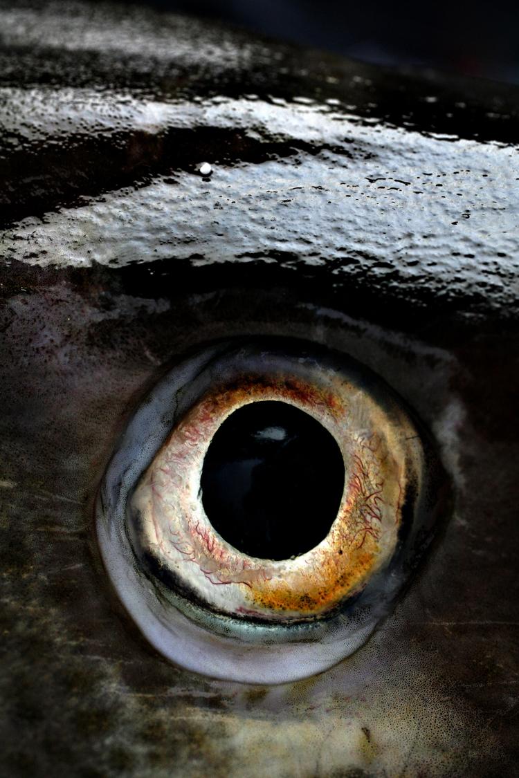 reddet. Strenge kvoter og bedre kontrol med fiskerne har været med til at redde torskebestanden i Østersøen og Nordsøen fra kollaps. 