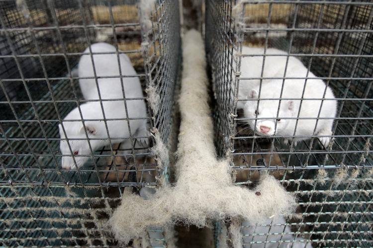 Pelsdyr. Fire af de kontrollerede 140 minkfarme er blevet meldt til politiet for alvorlig overtrædelse af dyrevelfærdsreglerne. (Arkivfoto) 