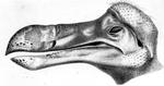 dodo. Den uddøde dronte spiller en fremtrædende rolle i Lars-Bering Haarups roman. 