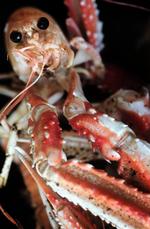 HAPS. Jomfruhummere er lækre at spise, specielt når de er levende. Den pointe kostede madskribent Henrik Kern-Jespersen en retssag på fire år. 