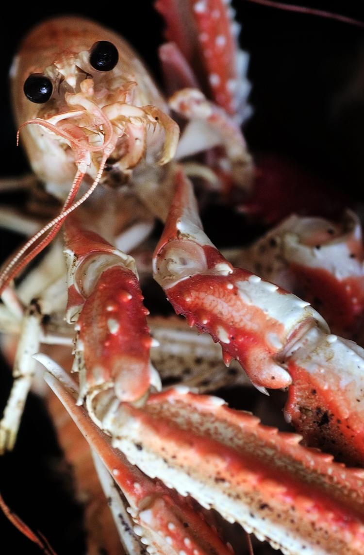 HAPS. Jomfruhummere er lækre at spise, specielt når de er levende. Den pointe kostede madskribent Henrik Kern-Jespersen en retssag på fire år. 