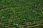 Vinproduktion er i fremmarch i Asien – bl.a. som her i Kina. 