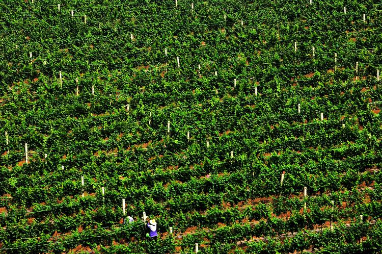 Vinproduktion er i fremmarch i Asien – bl.a. som her i Kina. 