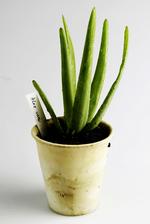 Forskerne vil undersøge omkring 200 Aloe-arter systematisk på tværs af stamtræer. (arkivfoto) 