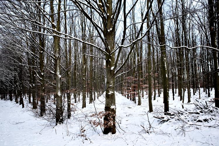 Plantage. Naturen i Danmark har det dårligere end i Sverige, Norge og Tyskland. 