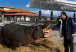 Mums. En af Nikicas ejere giver hende et franskbrød. Flodheste er nemlig vegetarer. Siden den to ton tunge flodhest smuttede fra den zoologiske have, som søskendeparret Nikola og Dragan Pejovic ejer, er hun troligt kommet forbi søskendeparrets restaurant i byen for at blive fodret. 