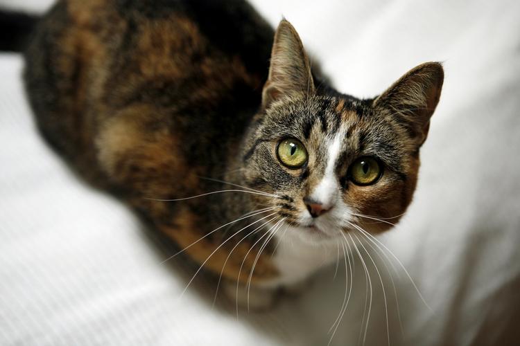 Kæledyr. Katte aflives typisk grundet allergi i hjemmet. 