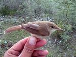 REED WARBLER