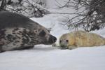 Nuser. Mor Laura har skrevet sælehistorie i Danmark ved at føde en gråsæleunge i fangenskab tirsdag morgen. Foto: Nordsøen Ocenarium. 