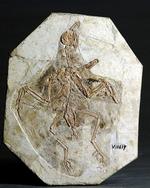 NØGLEN. Dette fossil af dinosauren Confuciusornis førte forskere til en usædvanlig opdagelse 