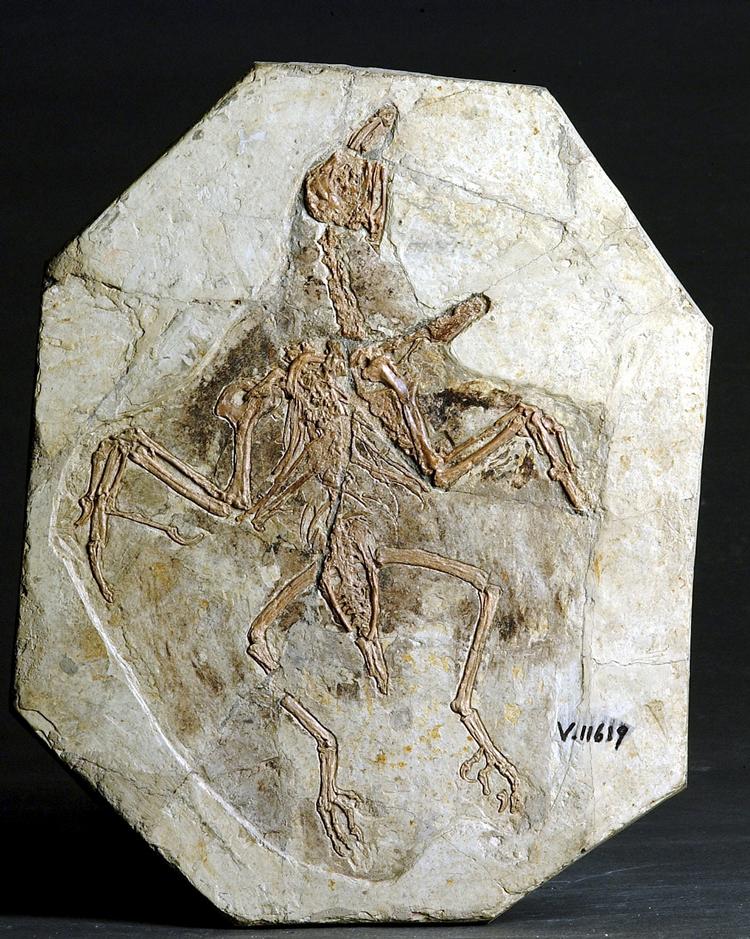 NØGLEN. Dette fossil af dinosauren Confuciusornis førte forskere til en usædvanlig opdagelse 
