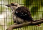 Kookaburra. Børnesangen fra 1934 om den australske latterfugl er skrevet af en lærerinde. Arkivfoto. 