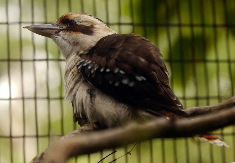 Kookaburra. Børnesangen fra 1934 om den australske latterfugl er skrevet af en lærerinde. Arkivfoto. 