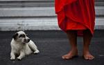 Mystik. En buddhistisk munk, der ikke taler et ord tysk, dukker op og forsvinder sporløst i schweiziske gader, mens to betjente skydes brutalt ned. Den drikfældige antiheltinde Louise Boni sættes på sagen. 