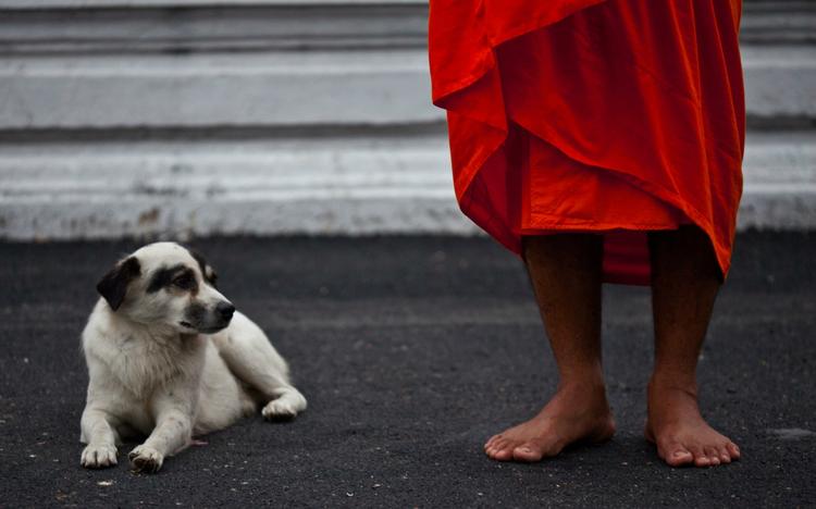 Mystik. En buddhistisk munk, der ikke taler et ord tysk, dukker op og forsvinder sporløst i schweiziske gader, mens to betjente skydes brutalt ned. Den drikfældige antiheltinde Louise Boni sættes på sagen. 