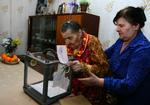 valg. En ældre ukrainsk kvinde stemmer i sit hjem til præsidentvalget. 