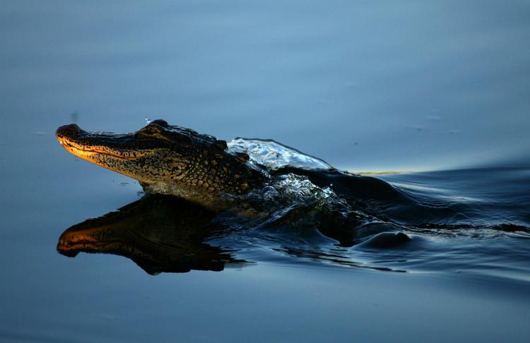 Dræber. Den 350 kilo store alligator blev fundet og dræbt syv timer efter angrebet. (Arkivfoto) 