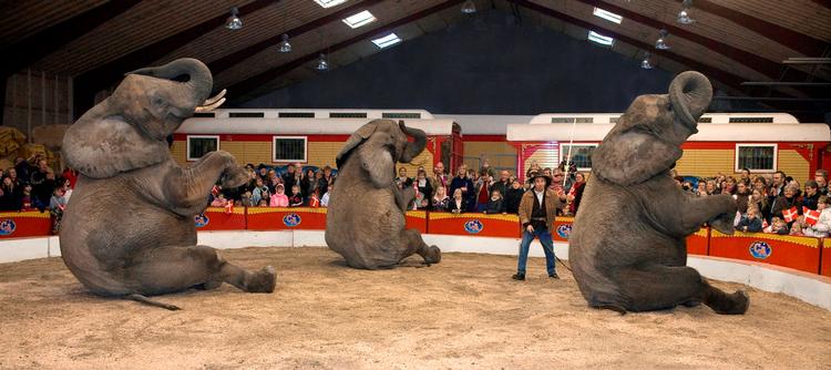 dyrekunstner. Cirkuselskere behøver ikke vente på, at cirkus kommer til dem. De kan selv opsøge manegen i cirkusland ved Slagelse. 